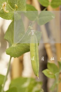 项目征地范围内违法抢建 项目征地范围内违法抢建