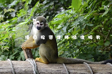 项目投资律师法律服务