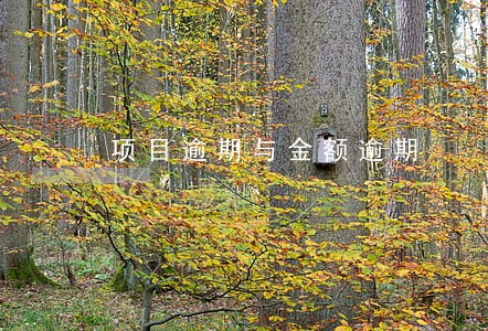 项目逾期与金额逾期 项目逾期与金额逾期