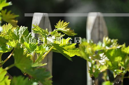 项目逾期合同 项目逾期合同