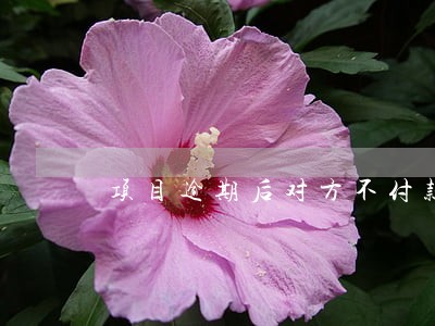 项目逾期后对方不付款 项目逾期后对方不付款