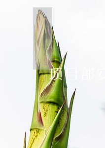 项目部安全法规制度 项目部安全法规制度