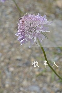 顺丰入职背景调查信用卡逾期