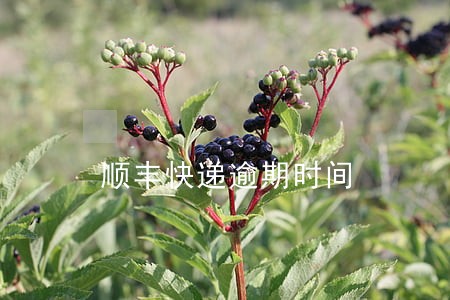 顺丰快递逾期时间 顺丰快递逾期时间