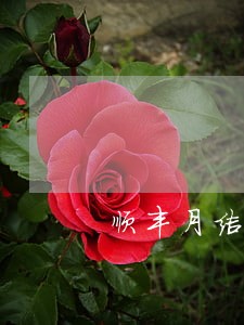 顺丰月结账户逾期 顺丰月结账户逾期