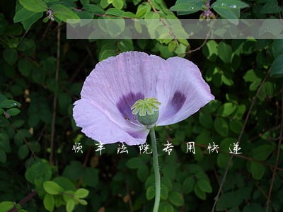 顺丰法院专用快递