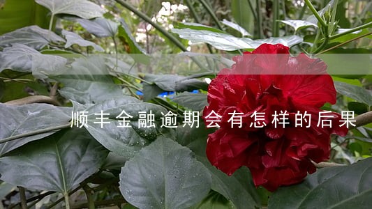 顺丰金融逾期会有怎样的后果