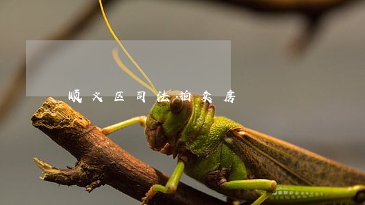 顺义区司法拍卖房 顺义区司法拍卖房