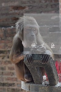 顺义区房产纠纷律师团队 顺义区房产纠纷律师团队