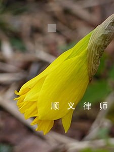 顺义律师 顺义律师