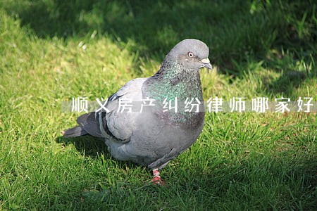顺义房产纠纷律师哪家好 顺义房产纠纷律师哪家好
