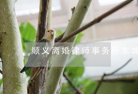 顺义离婚律师事务所东城 顺义离婚律师事务所东城