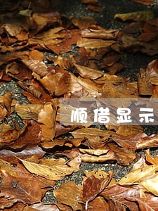 顺借显示逾期0天