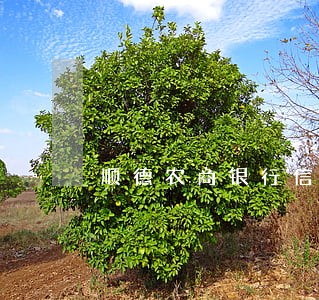 顺德农商银行信用卡逾期收费 顺德农商银行信用卡逾期收费