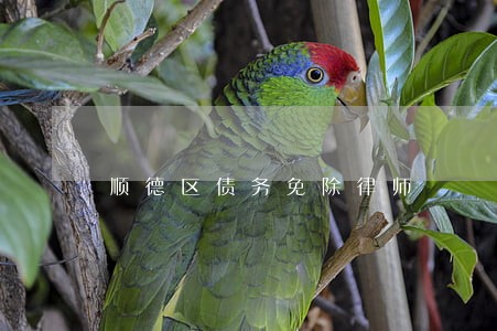 顺德区债务免除律师 顺德区债务免除律师