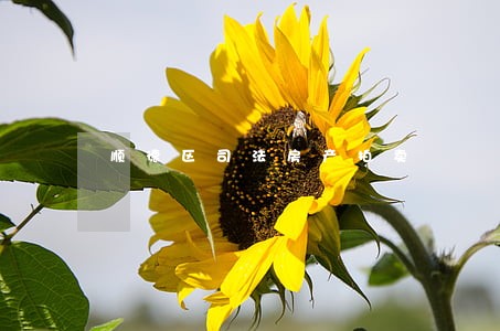 顺德区司法房产拍卖