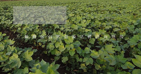 顺德区自然资源法律咨询热线 顺德区自然资源法律咨询热线