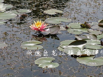 顺德区龙江镇离婚律师 顺德区龙江镇离婚律师