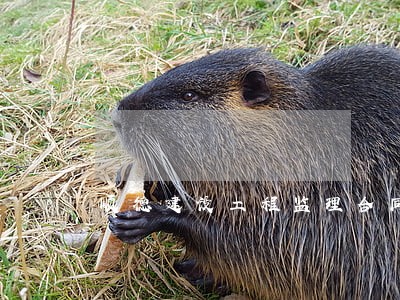 顺德建设工程监理合同律师哪个好