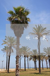 顺心花借款逾期了 顺心花借款逾期了