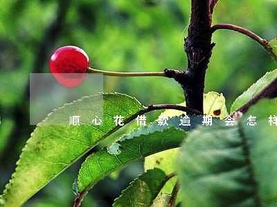 顺心花借款逾期会怎样 顺心花借款逾期会怎样
