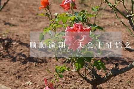 顺顺逾期一天会上征信么 顺顺逾期一天会上征信么