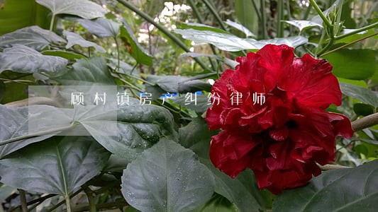 顾村镇房产纠纷律师 顾村镇房产纠纷律师