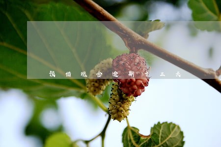 预借现金逾期十三天