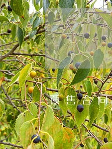 预售合同逾期缴款