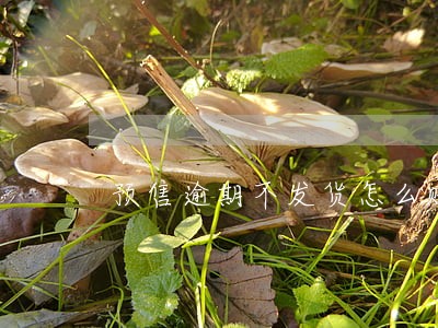 预售逾期不发货怎么赔偿
