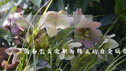 预备党员逾期为转正的自查报告