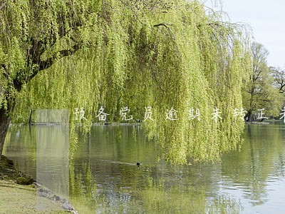 预备党员逾期未转正未取消