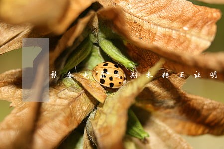 预备党员逾期未转正证明怎么写 预备党员逾期未转正证明怎么写