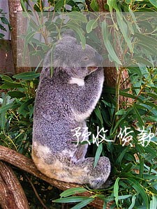 预收货款申报逾期怎么办理 预收货款申报逾期怎么办理