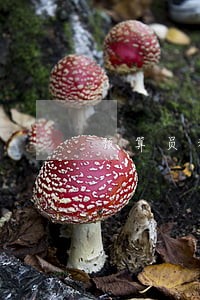 预算员和律师 预算员和律师