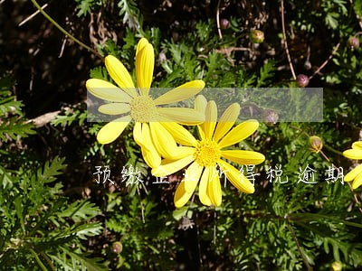 预缴企业所得税逾期 预缴企业所得税逾期