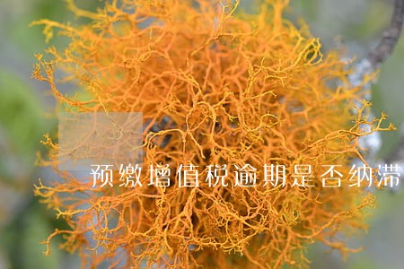 预缴增值税逾期是否纳滞纳金 预缴增值税逾期是否纳滞纳金