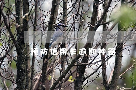 预防信用卡逾期神器