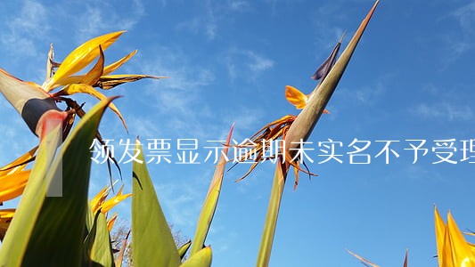领发票显示逾期未实名不予受理 领发票显示逾期未实名不予受理