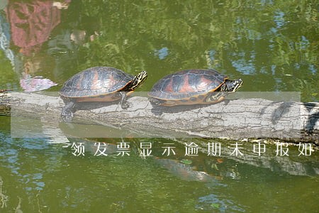 领发票显示逾期未申报如何处理