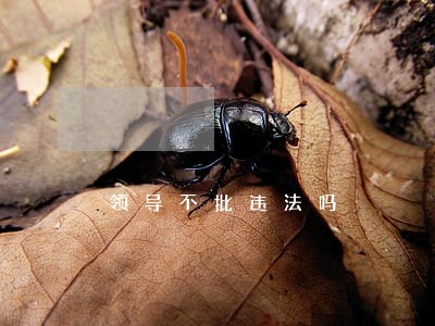 领导不批违法吗