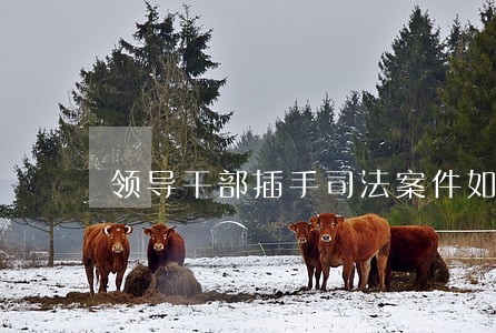 领导干部插手司法案件如何处理 领导干部插手司法案件如何处理