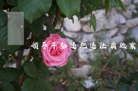 领导干部违纪违法腐败案件警示录 领导干部违纪违法腐败案件警示录