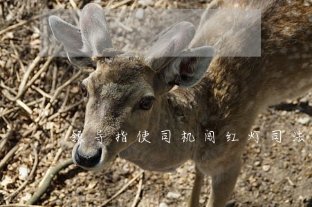 领导指使司机闯红灯司法解释