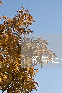 领导让作违法 领导让作违法