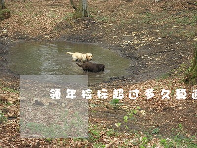 领年检标超过多久算逾期 领年检标超过多久算逾期