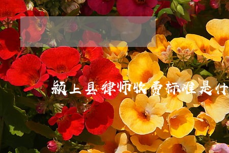 颍上县律师收费标准是什么
