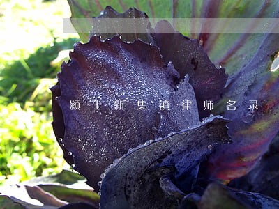 颍上新集镇律师名录 颍上新集镇律师名录