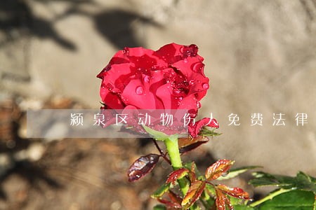 颍泉区动物伤人免费法律咨询热线 颍泉区动物伤人免费法律咨询热线