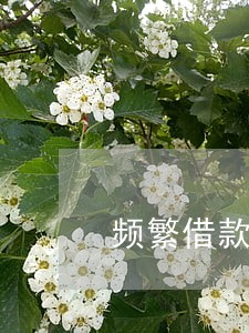 频繁借款不逾期会影响征信吗